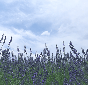 ラベンダー写真